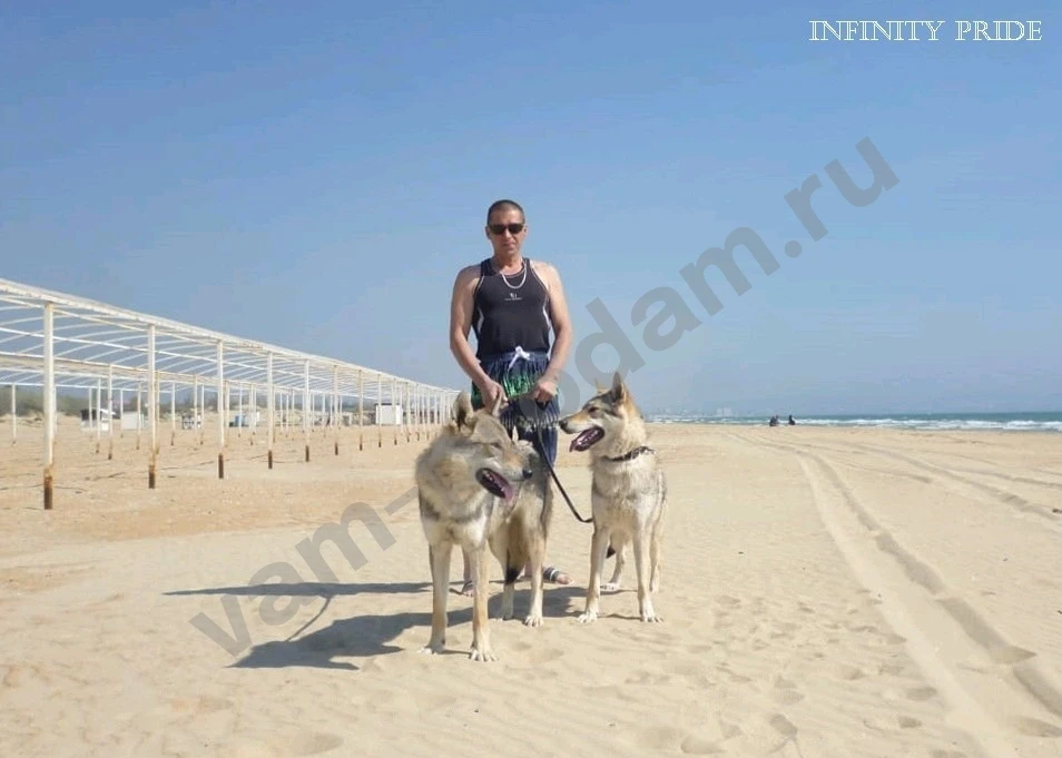 Чехословацкая волчья собака, щенки