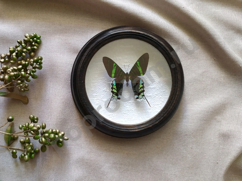 Перуанская бабочка в рамке