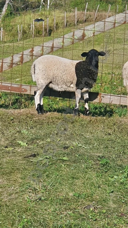 Овцы породы дорпер