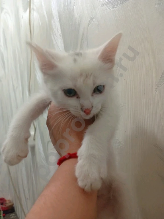 Не знаю породу