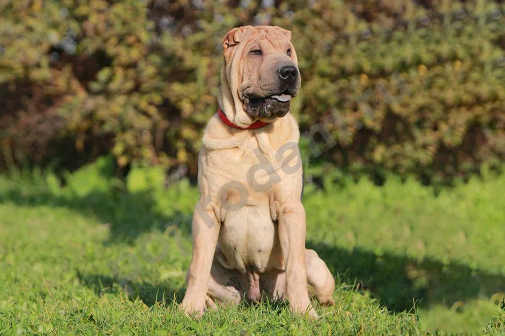 Шарпей красивый мальчик