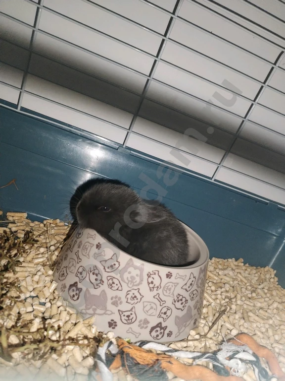 Продам пушистую прелесть