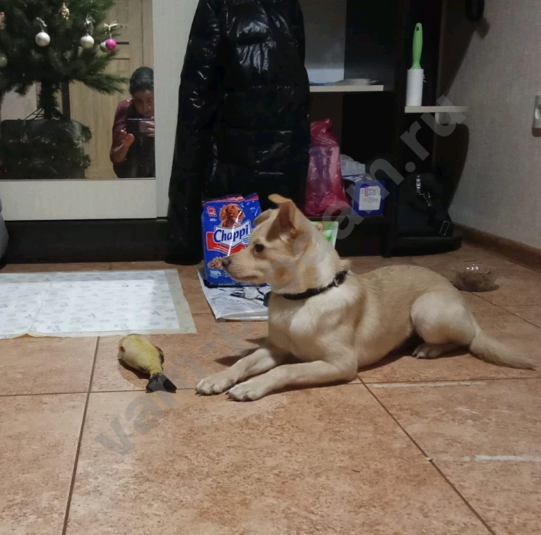 Передержка