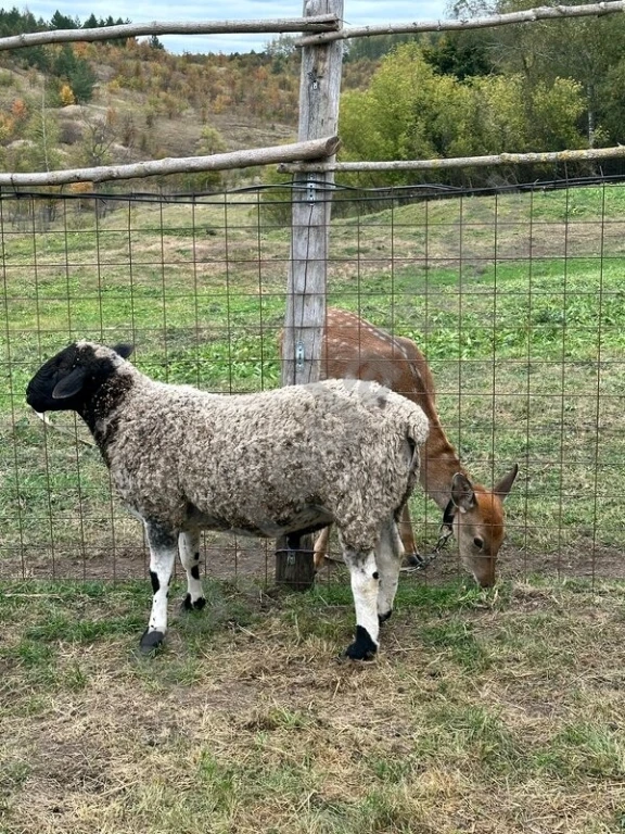 Овцы породы дорпер