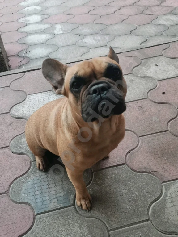 Французский бульдог