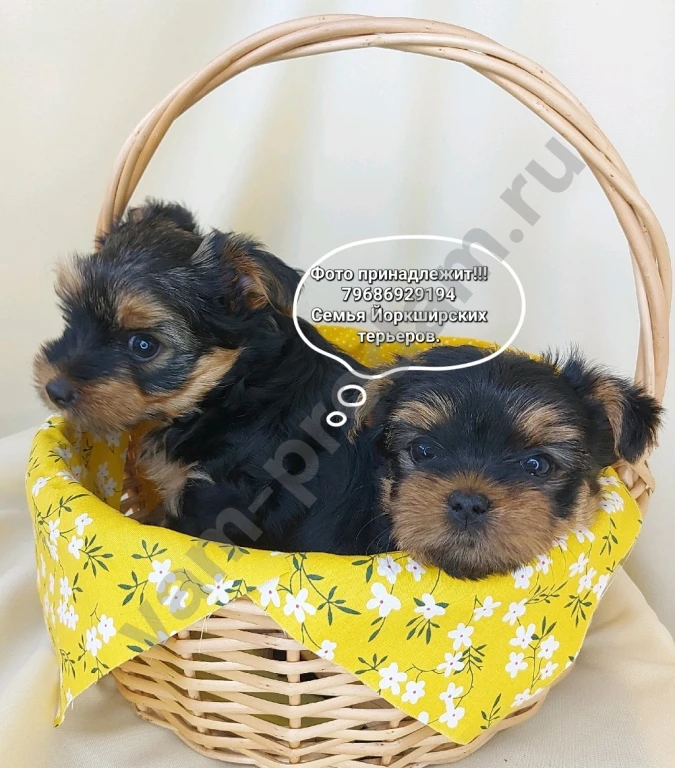 Щенки породы Йоркширский терьер