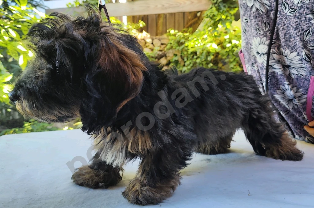 Такса жесткошерстная