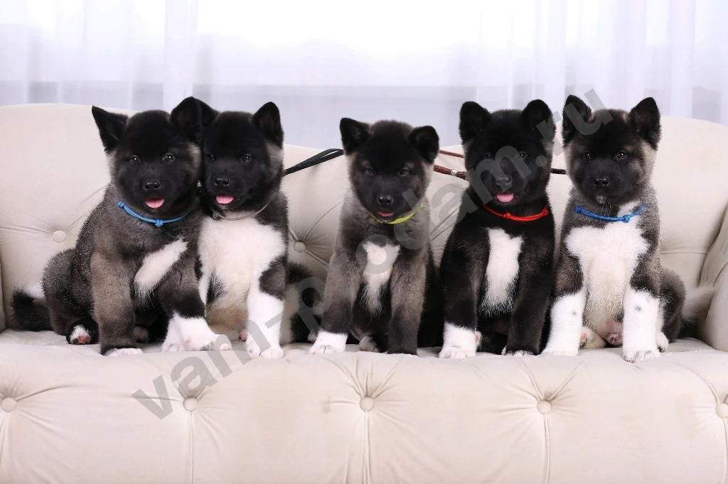 Щенки Американской Акиты