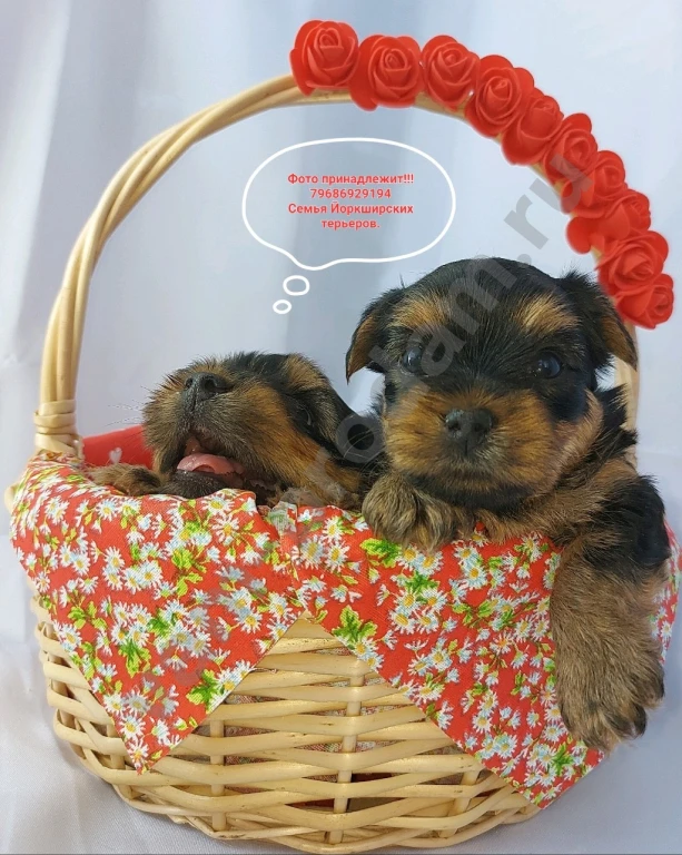 Щенки породы Йоркширского терьера