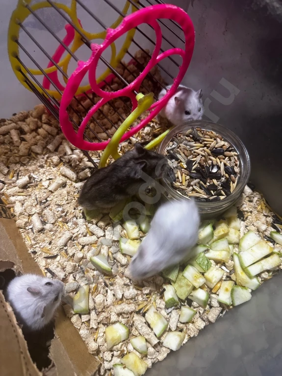 Джунгарики, крысы в наличии