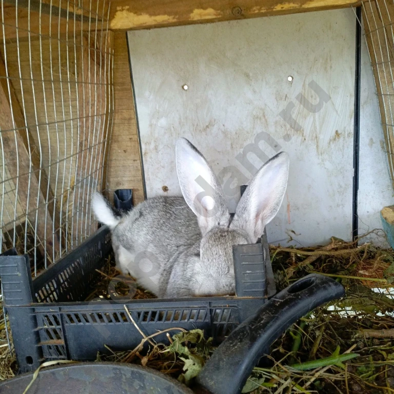 Продам кроликов самцов мясной породы