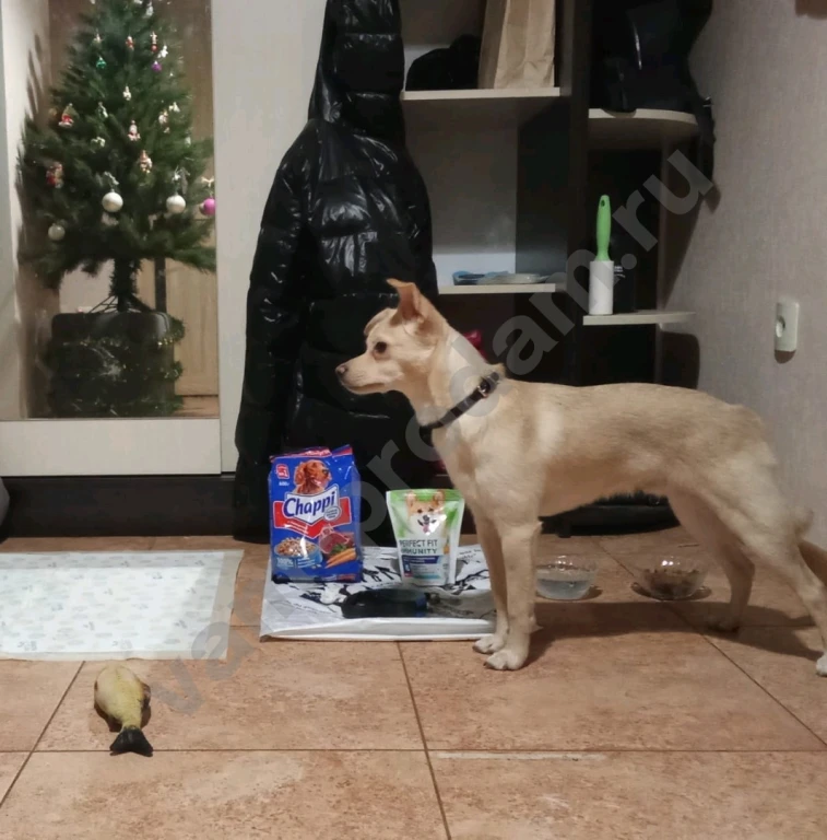 Передержка