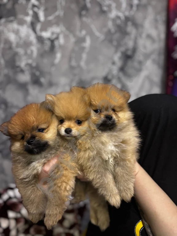 Щенки Шпица