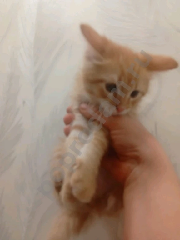 Не знаю породу