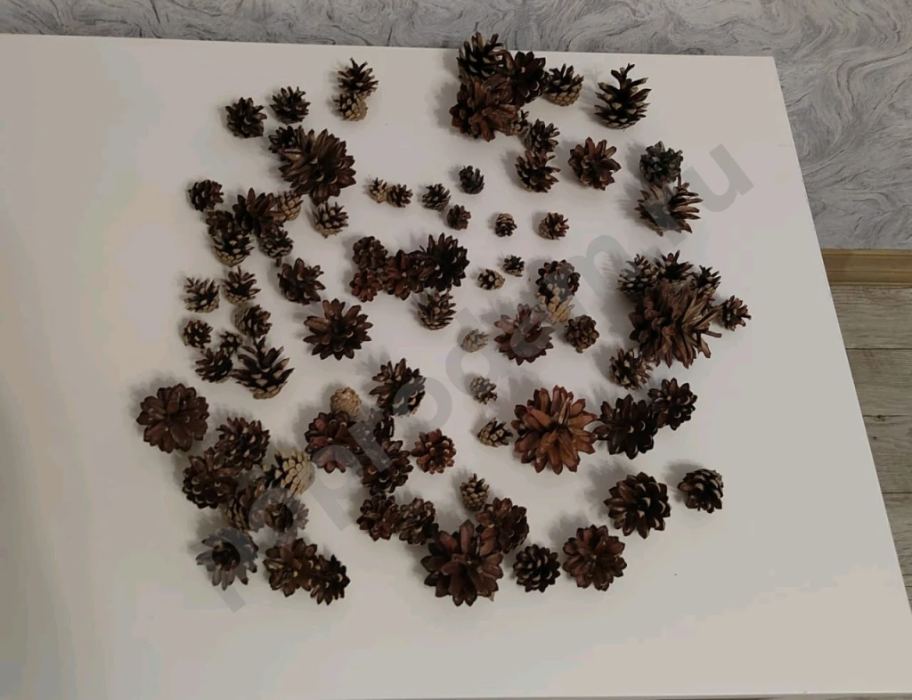 Шишки сосновые