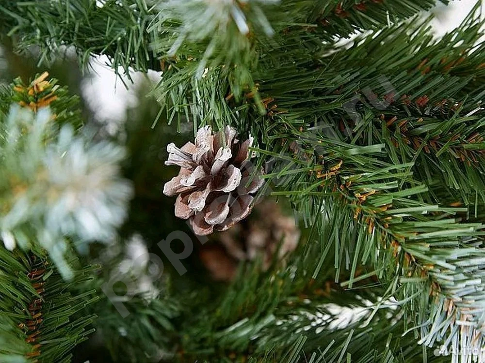 Ель Императрица Триумф с шишками 185 см заснеженая