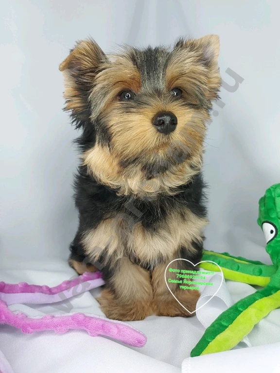 Щенки породы Йоркширского терьера