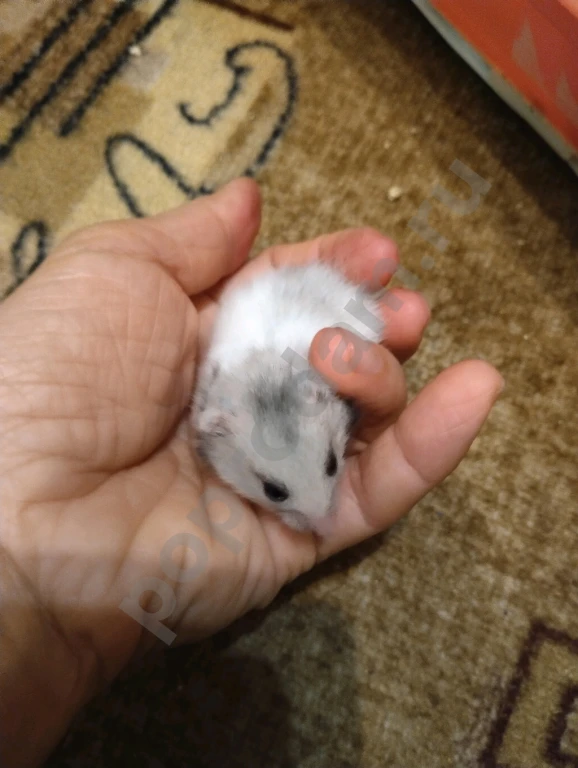 Сирийский хомяк