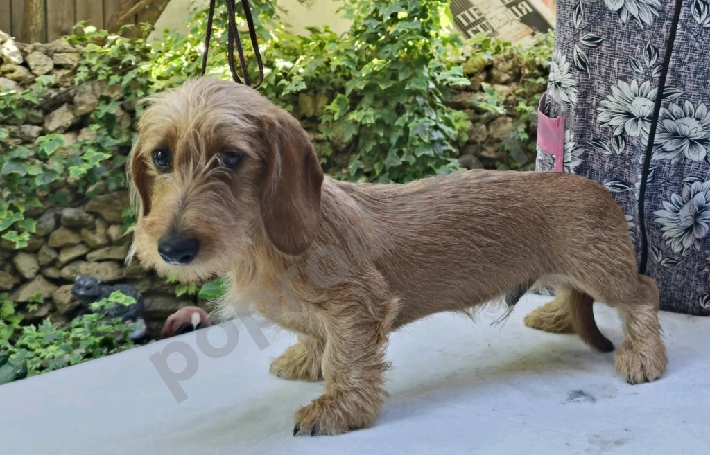 Такса жесткошерстная