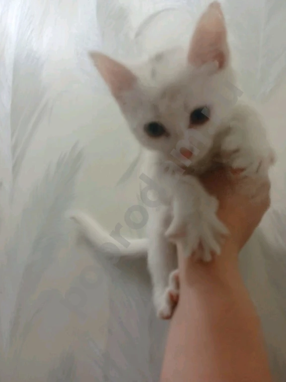 Не знаю породу