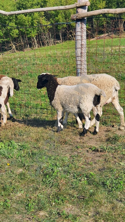 Овцы породы дорпер