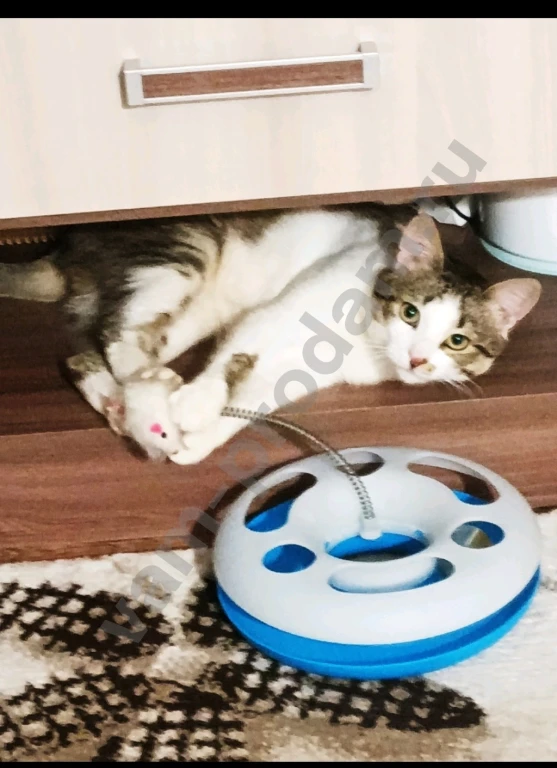 Молодой котик Мурзилка