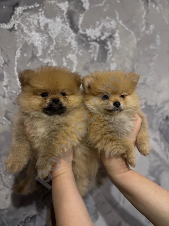 Щенки Шпица