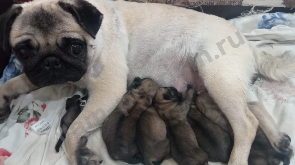 Щенки мопса