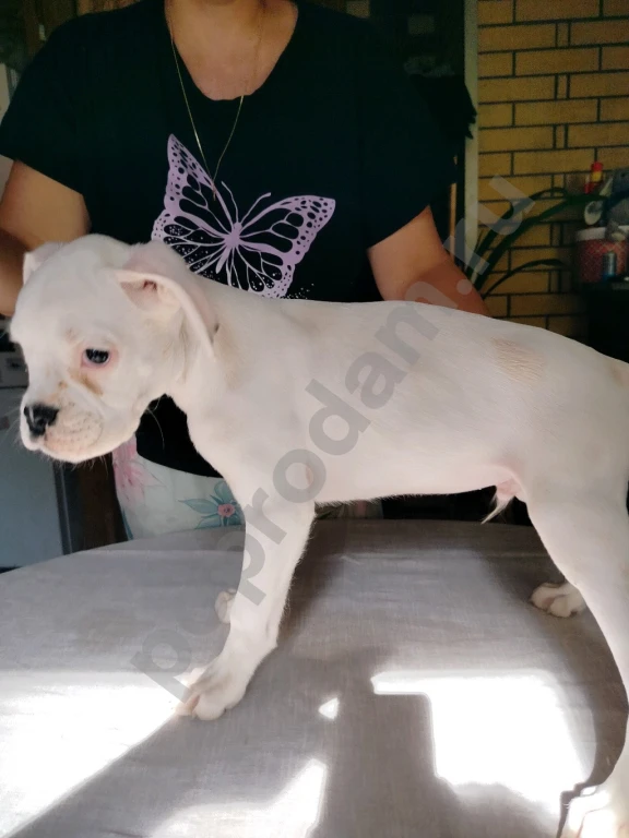 Немецкий боксер