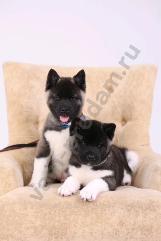 Щенки Американской Акиты