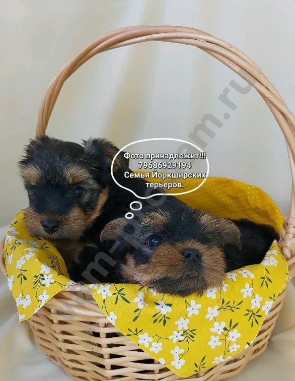 Щенки породы Йоркширский терьер