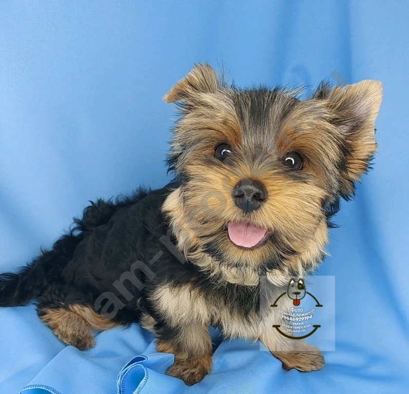 Щенки породы Йоркширского терьера