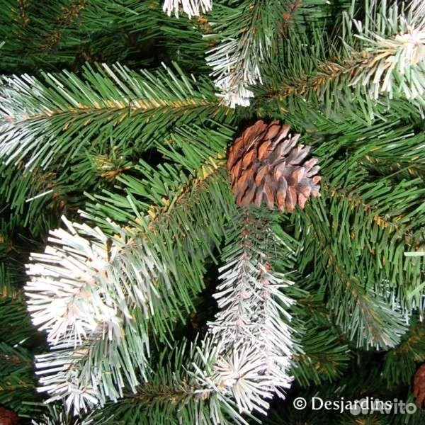 Ель Императрица Триумф с шишками 185 см заснеженая