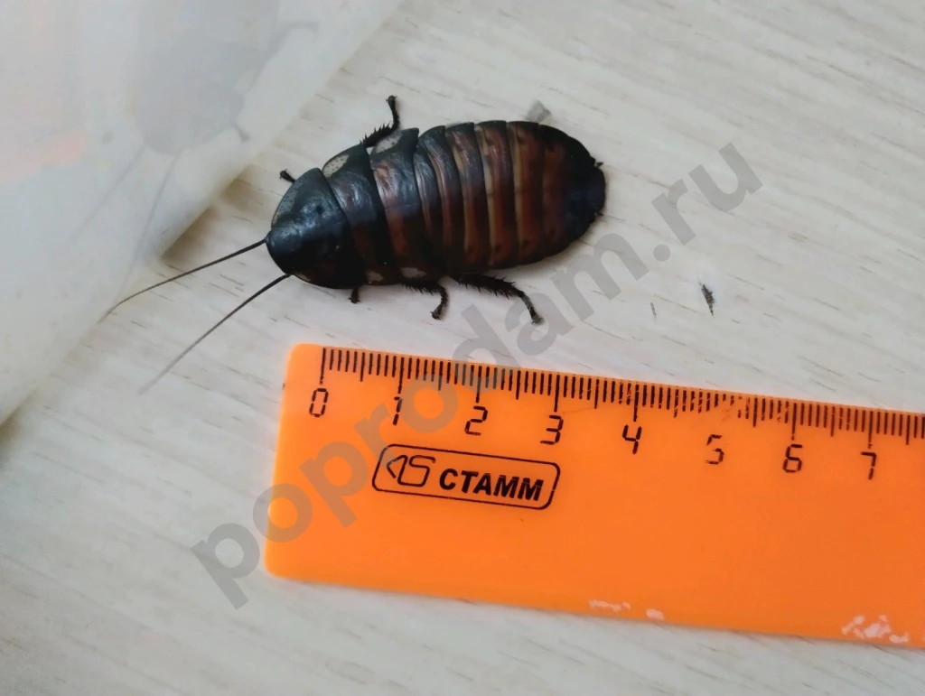 Мадагаскарские тараканы