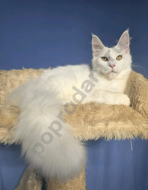 Кошечка мейн-кун подросток