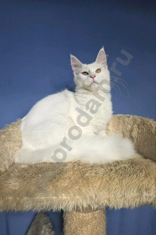 Кошечка мейн-кун подросток