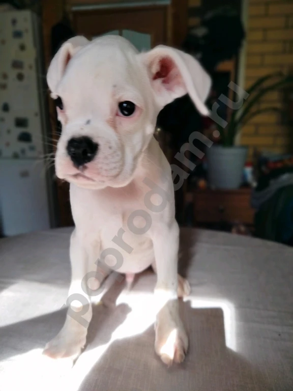 Немецкий боксер