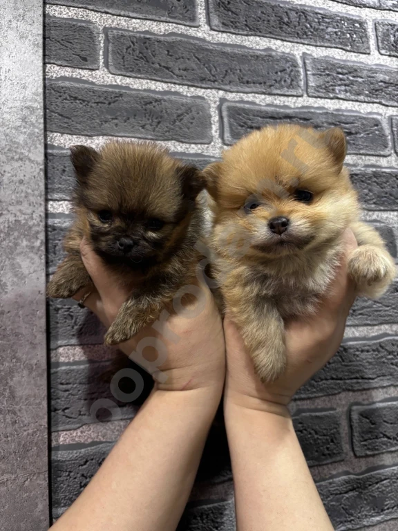 Щенки Шпица