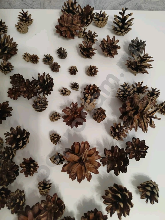 Шишки сосновые