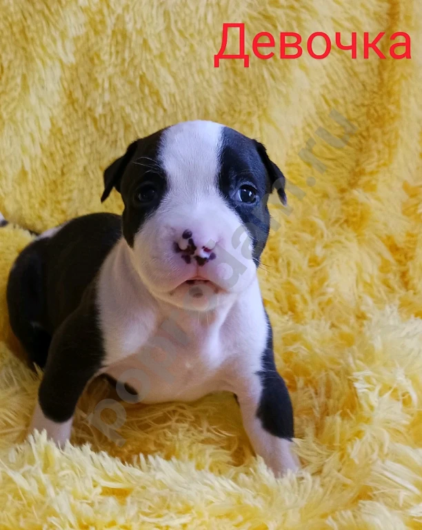 Американский Стаффордширский терьер щенки