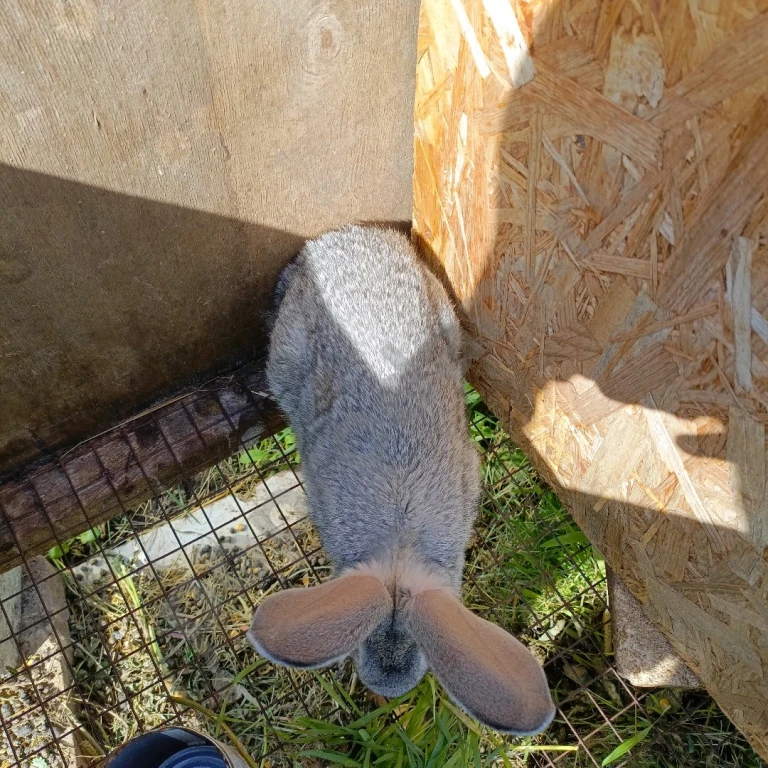 Продам кроликов самцов мясной породы