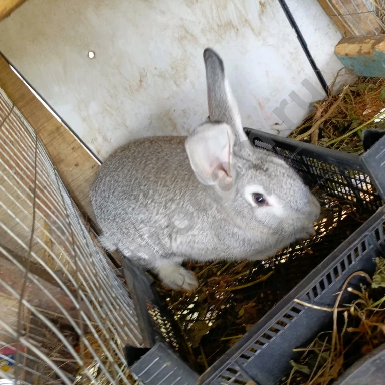 Продам кроликов самцов мясной породы