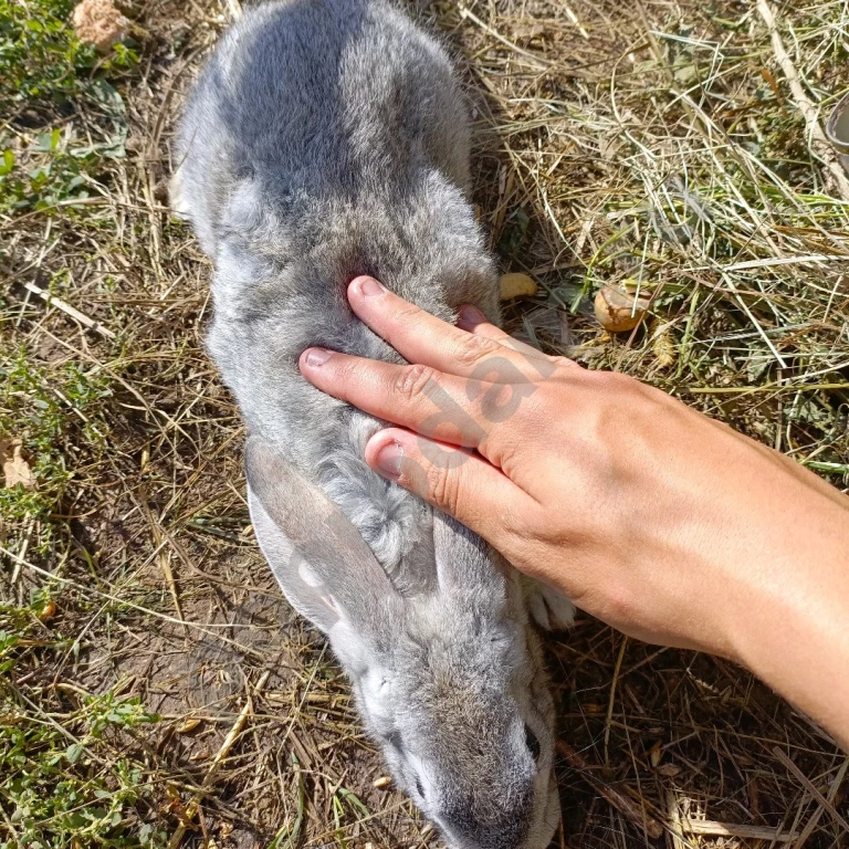 Продам кроликов самцов мясной породы