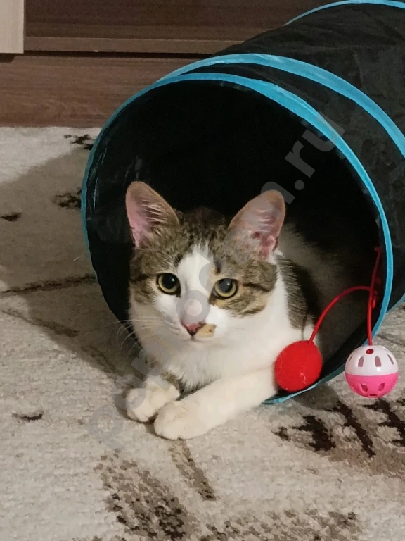 Молодой котик Мурзилка