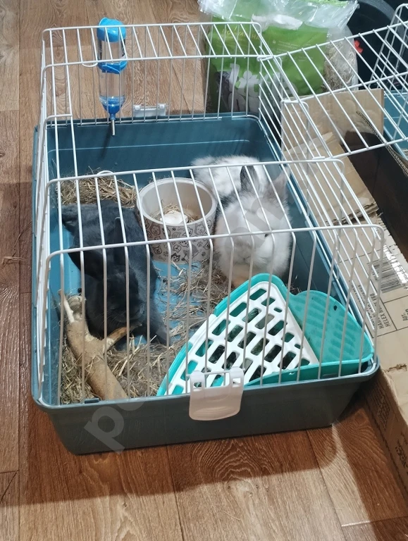 Продам шикарного самца