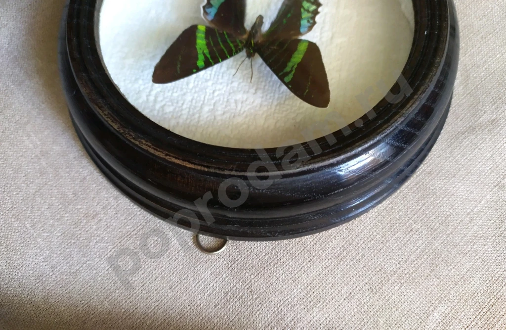 Перуанская бабочка в рамке