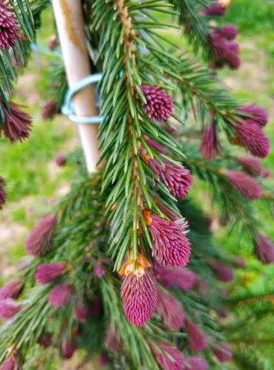 Ель Панапаула