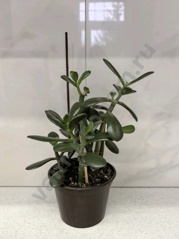 Красула/ денежное дерево