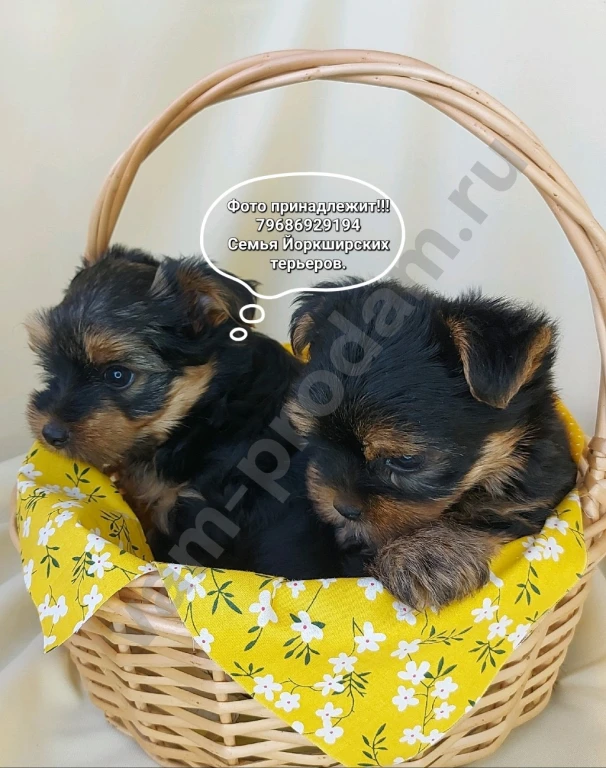 Щенки породы Йоркширский терьер
