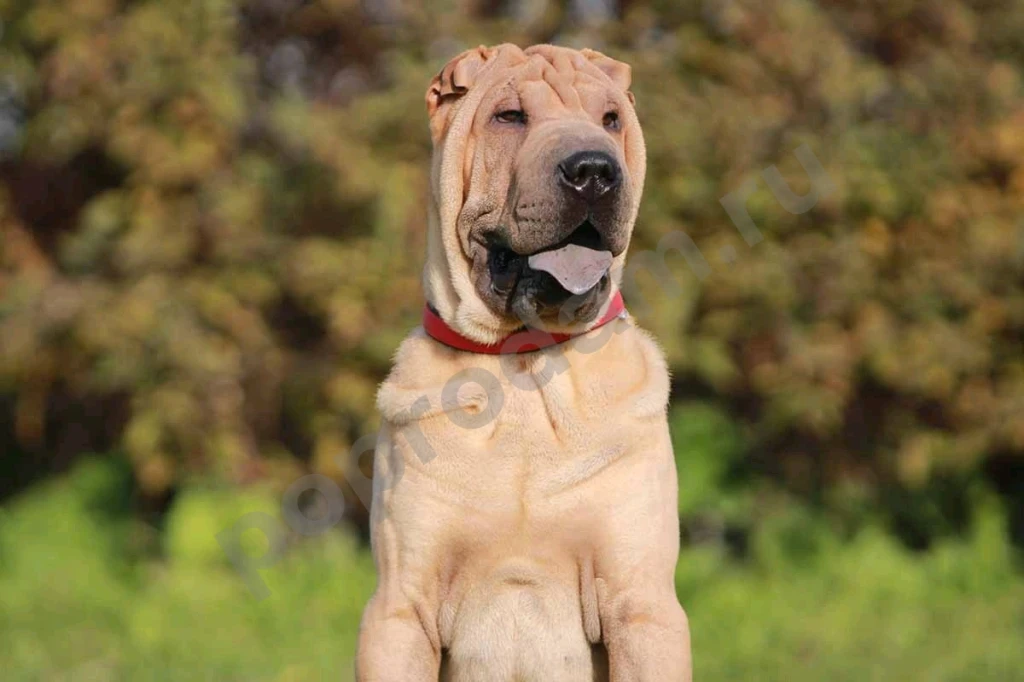 Шарпей красивый мальчик